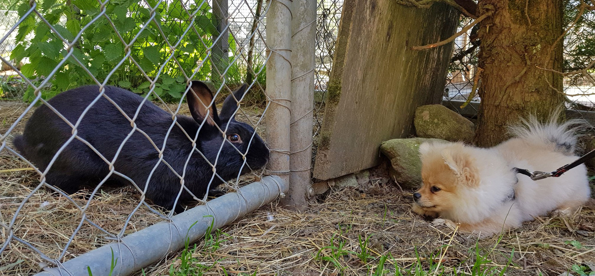 Hundespaziergang