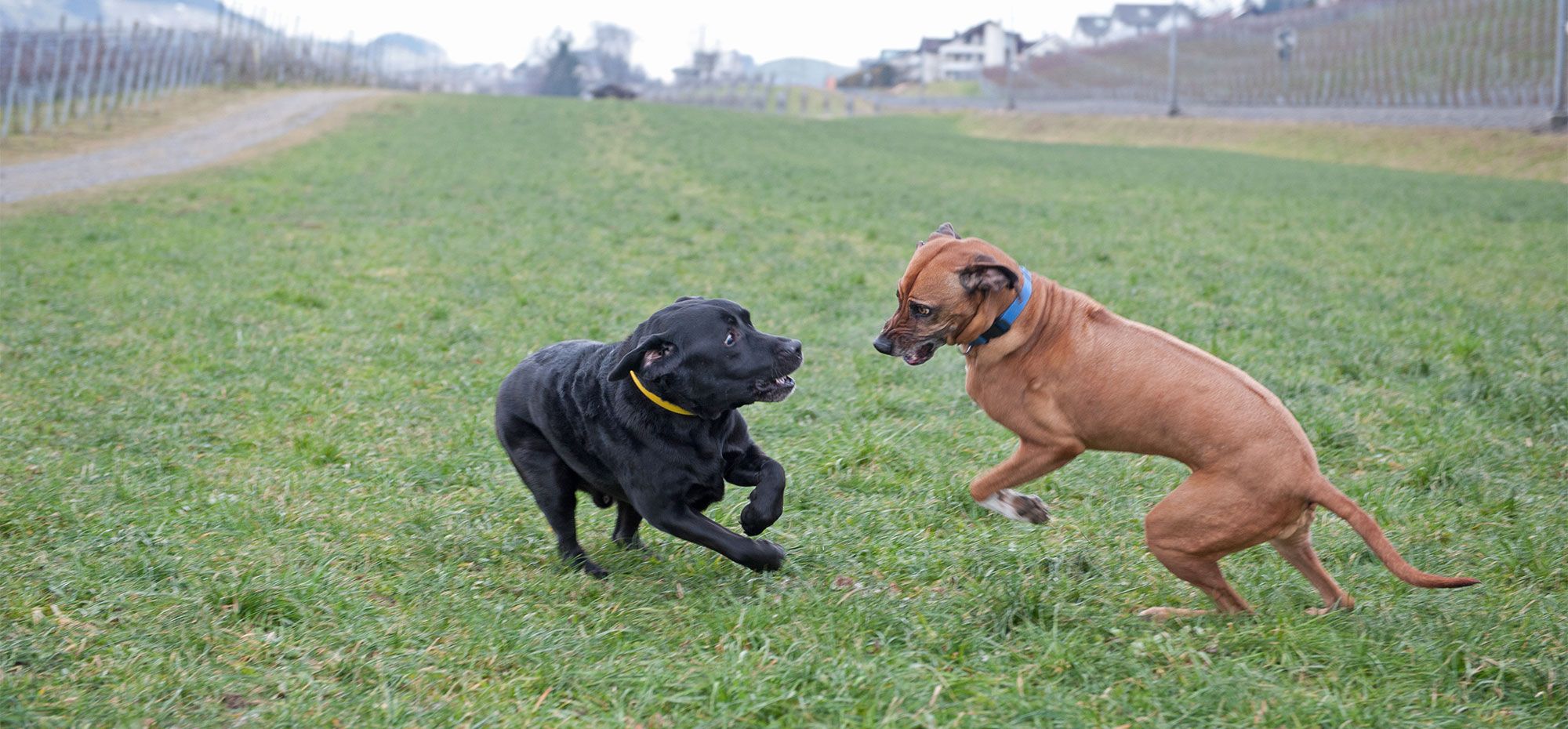 Hundeverhalten