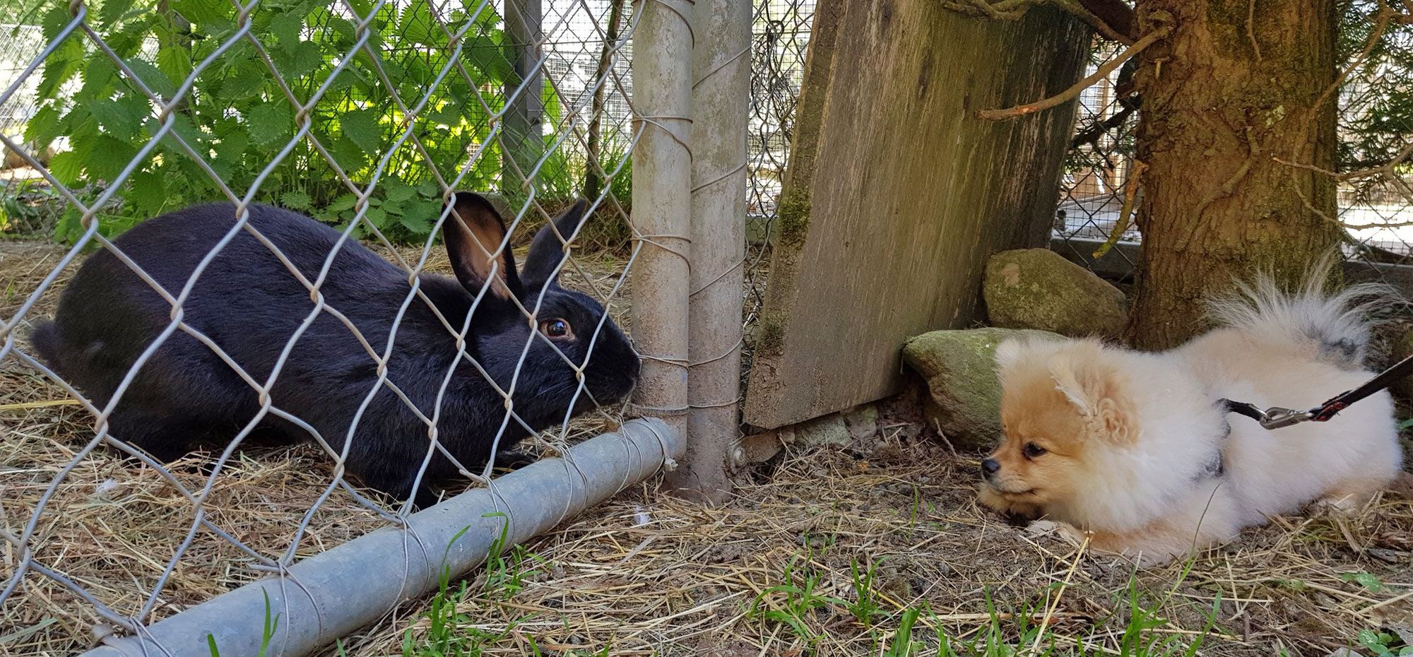 Hundespaziergang
